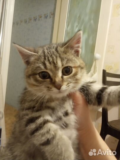 Кошка, котенок