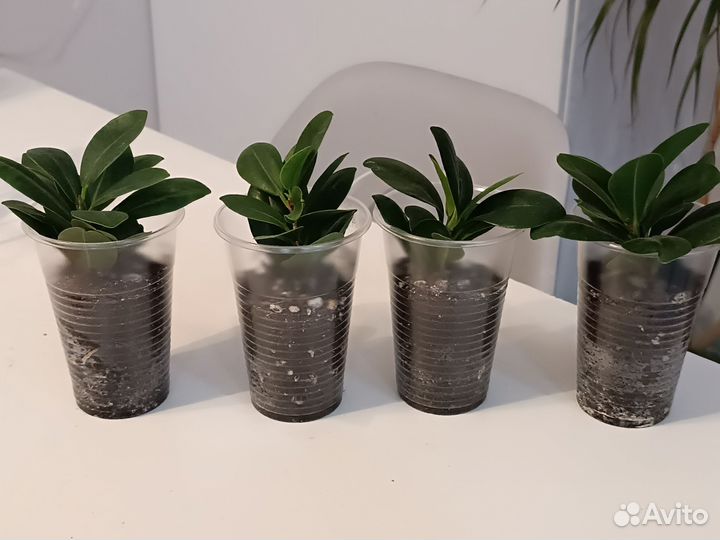 Фикусы Бенж-на Твай и Ирэн, Микрокарпа