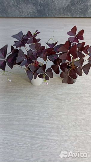 Кислица оксалис