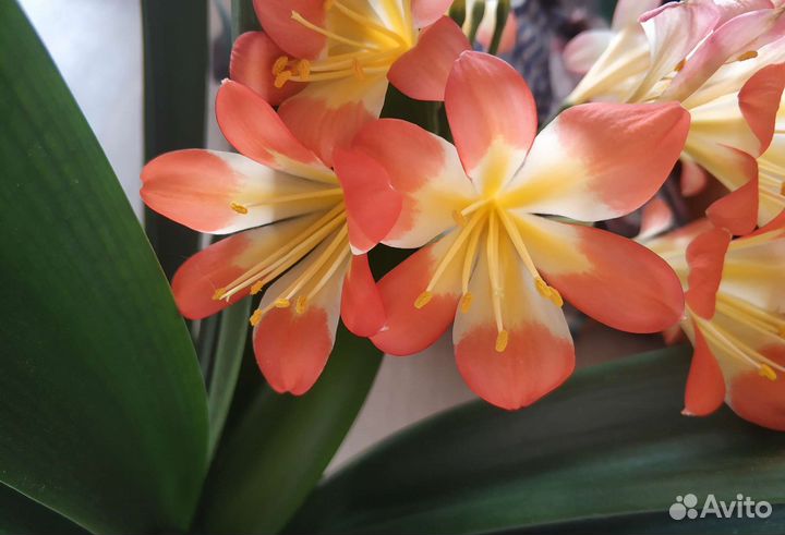 Комнатные цветы кливия