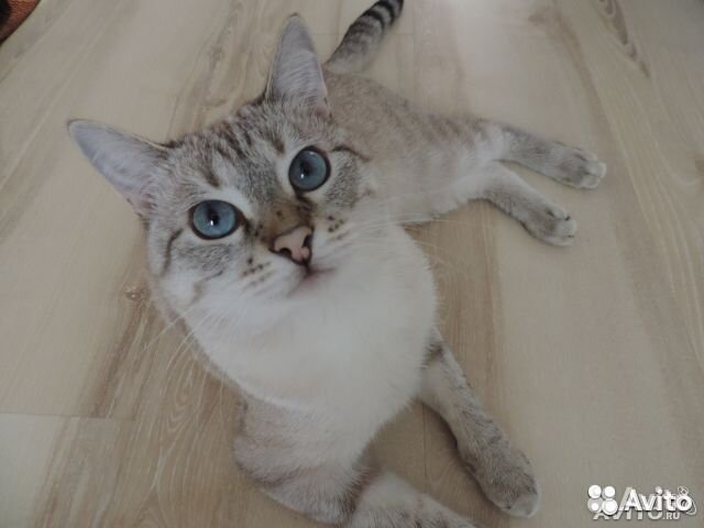 Кот на вязку
