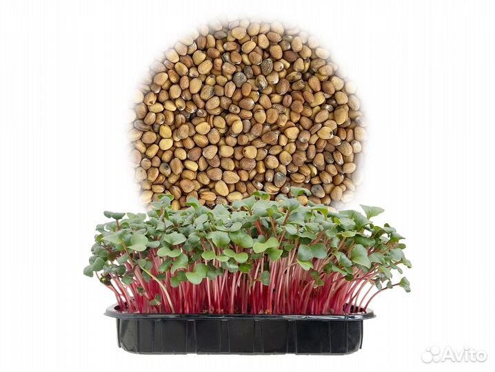 Семена Микрозелень от 50 грамм арт.0008