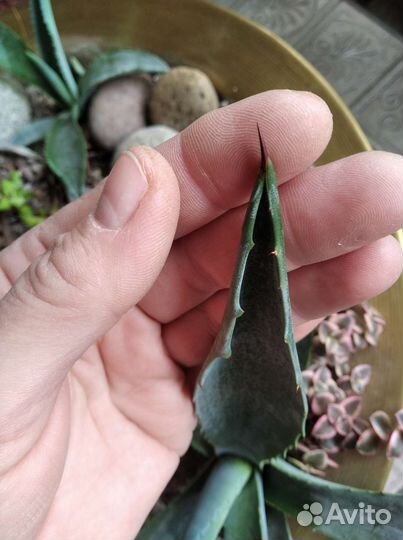 Агава и Алоэ