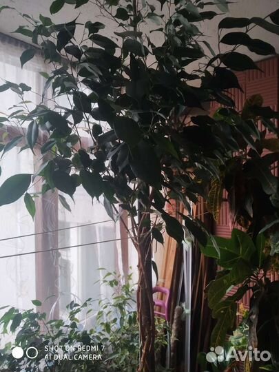 Мелколиственный фикус Бенджамина