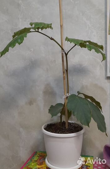 Комнатные цветы. Тетрастигма Вуанье