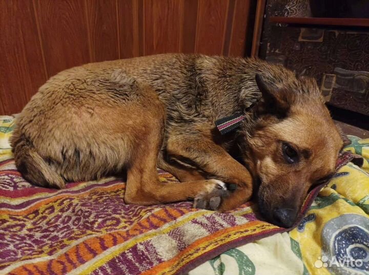 Собака Пуся