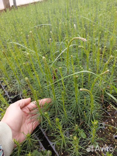 Саженцы сосны зкс от производителя