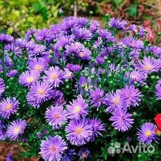 Астра новобельгийская сорта Eree, хризантема