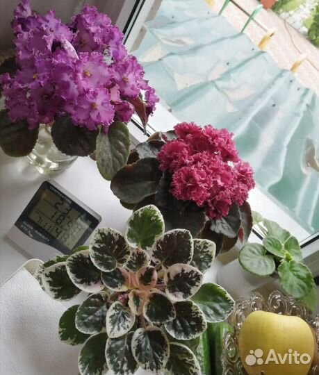 Сортовые фиалки