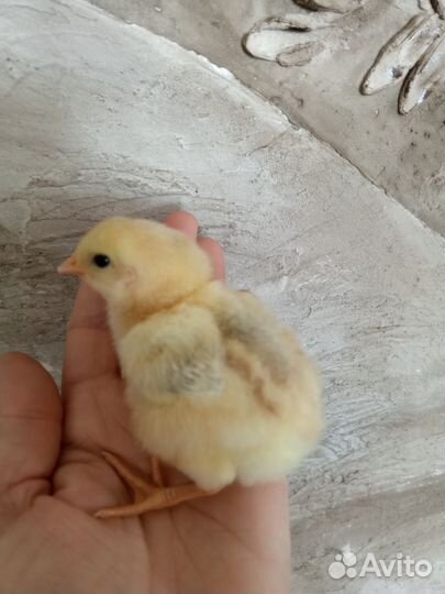 Цыплята цветной бройлер