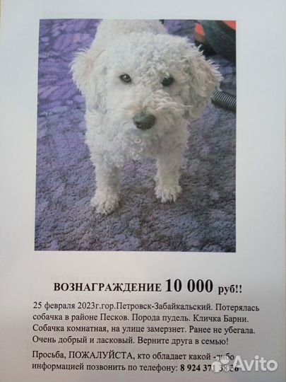 Потерялся пудель