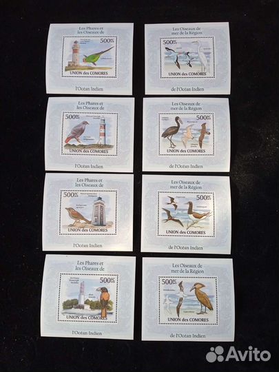 Коморы морская фауна чистые