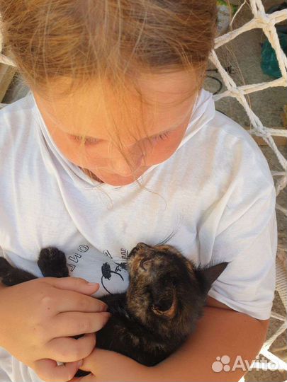 Котенку нужен дом