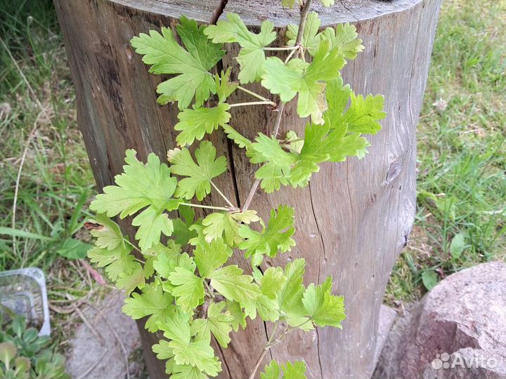 Крыжовник малахит