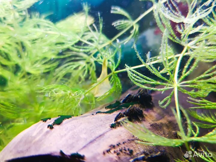 Сомики анциструсы