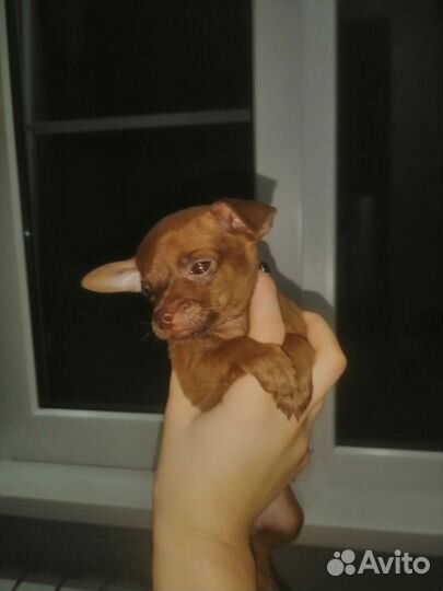 Мини той-терьер