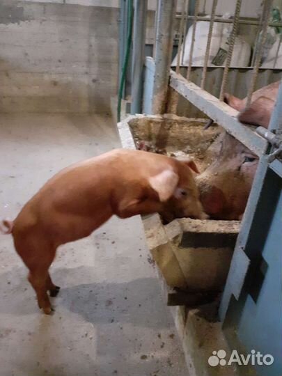 Поросята Дюрок