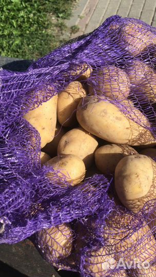 Продаю домашний картофель