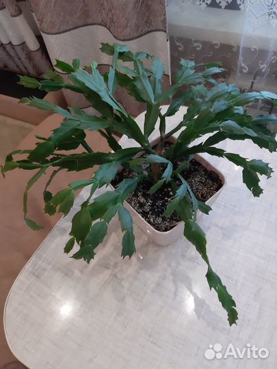 Декабрист шлюмбергера