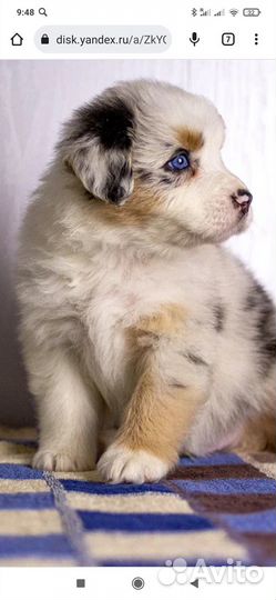 Щенки аусси (австралийская овчарка)