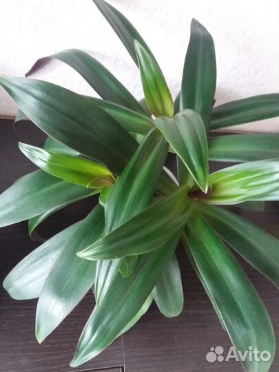 Рео пурпурный