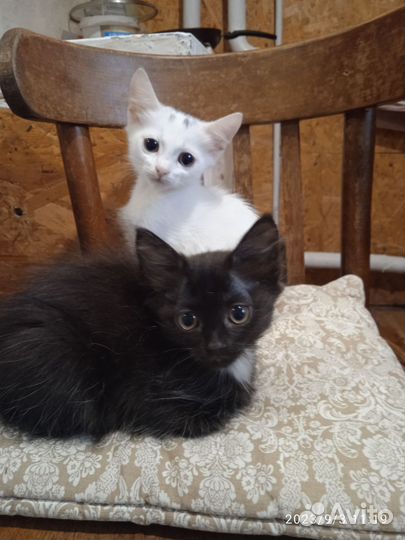 Турецкая ангора