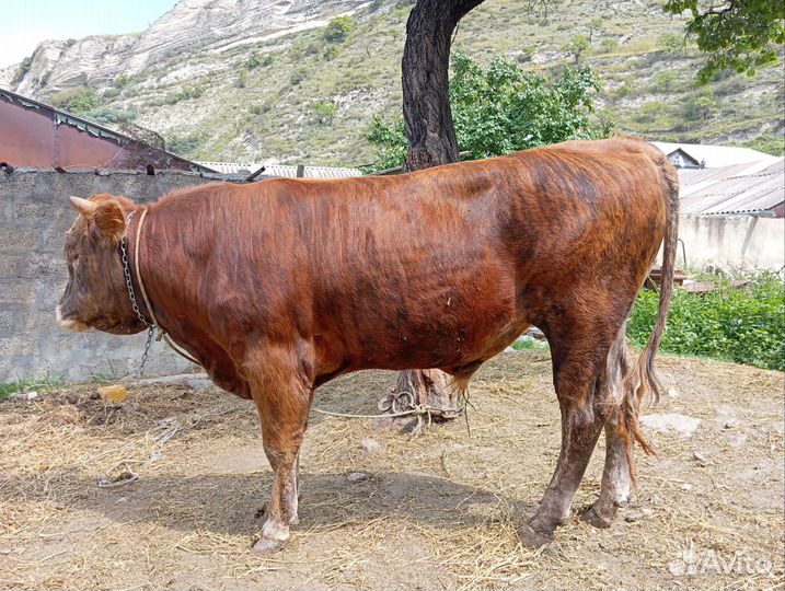 Корова бык бычок телята