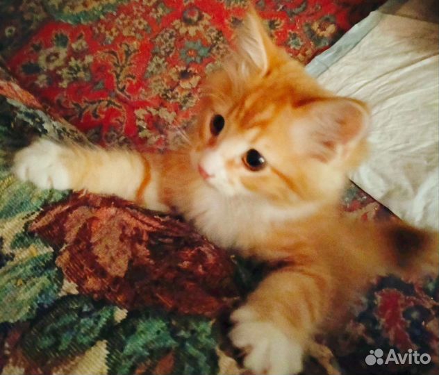 Котёнок Курильский Бобтейл
