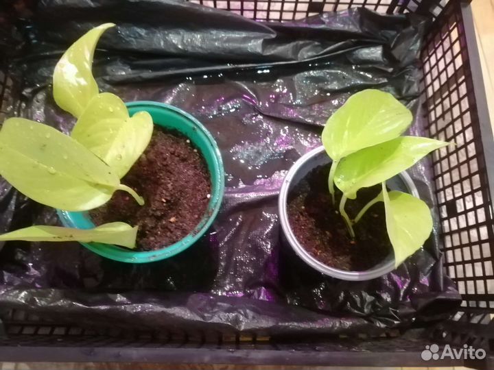 Сциндапсус разные