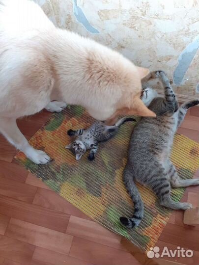 Котята в добрые руки