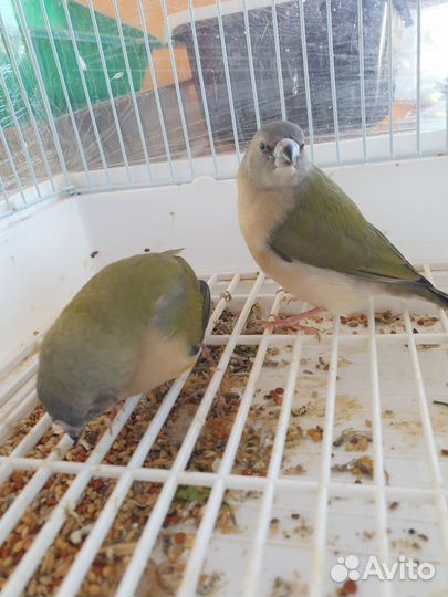 Амадины. Зебровые, Гульда