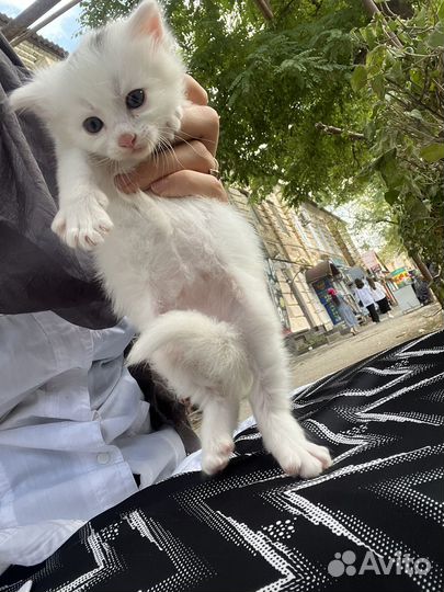 Котята бесплатно