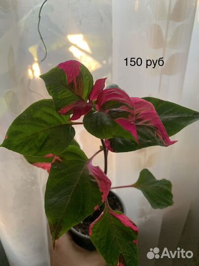 Комнатные растения