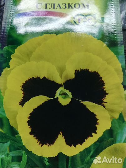 Виола рассада