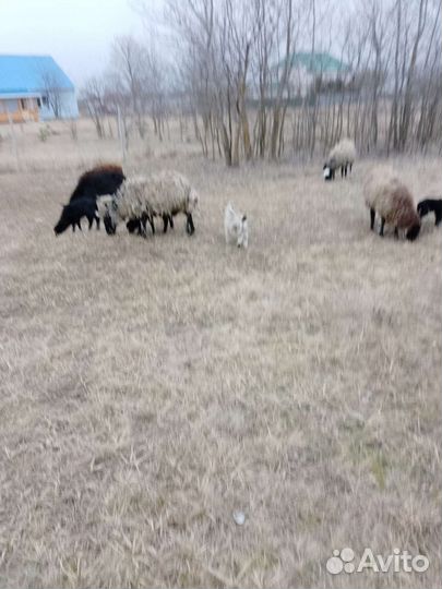 Овцы бараны ягнята