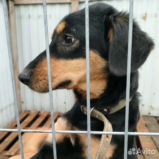 Собаки бесплатно в добрые руки