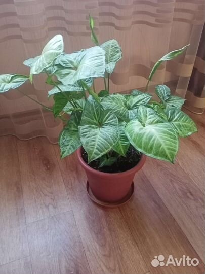 Фикус и другие цветы