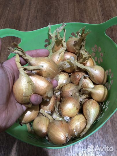 Лук семейный