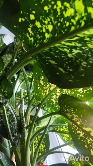 Диффенбахия