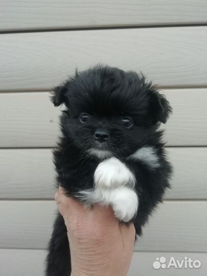 Мини чихуашки