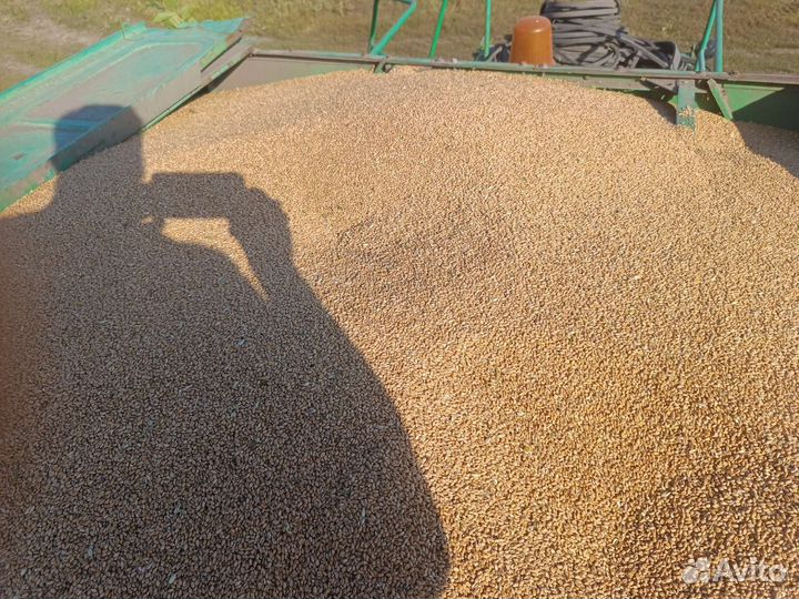 Зерно пшеница, ячмень,семечка 2023