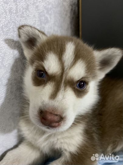 Хаски девочка щенок