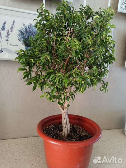 Фикус Наташа