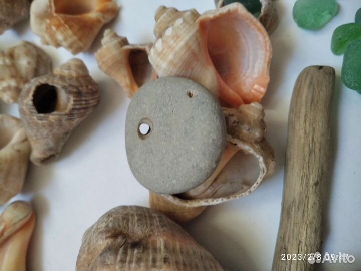 Ракушки морские