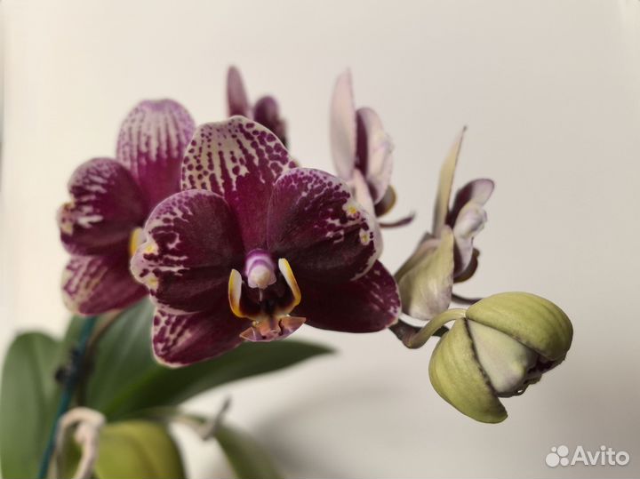 Орхидея бабулетка Dream Diamond