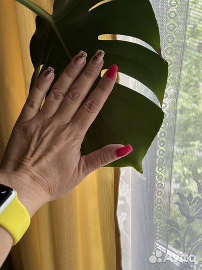 Монстера с крупными дистьями