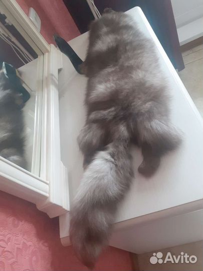 Шкурки песца