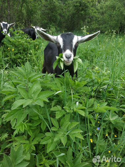 Альпийские козочки ч/п, 75% adga