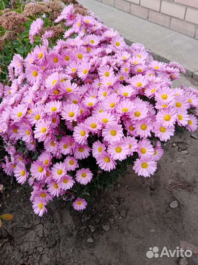 Хризантемы