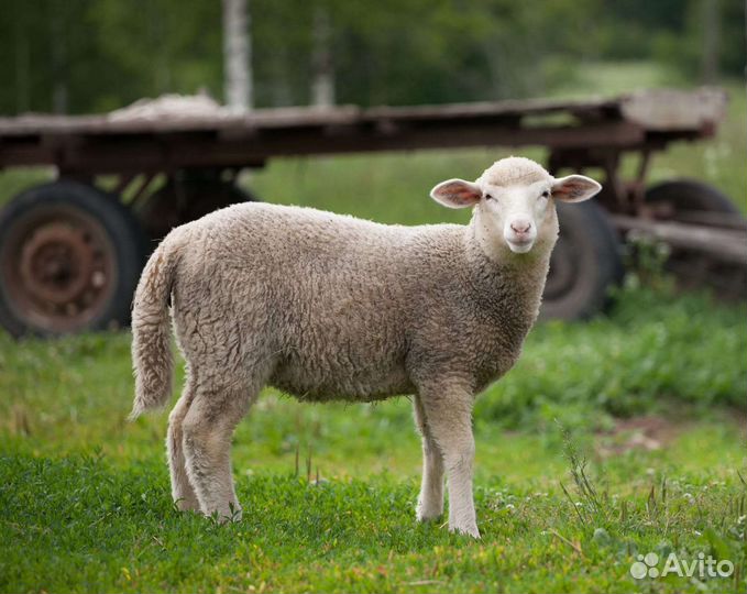 Овцы, Камерунские козлята